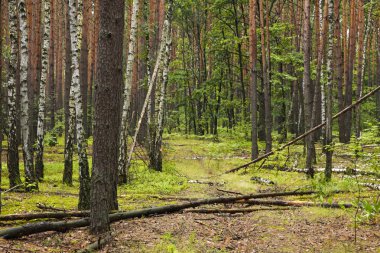 Summer mixed forest clipart