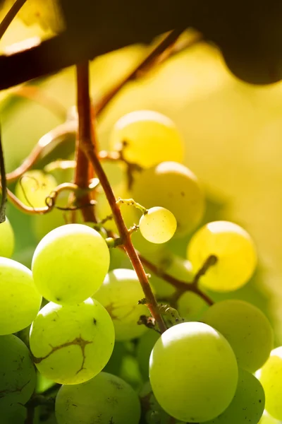 Виноград крупным планом на закате — стоковое фото