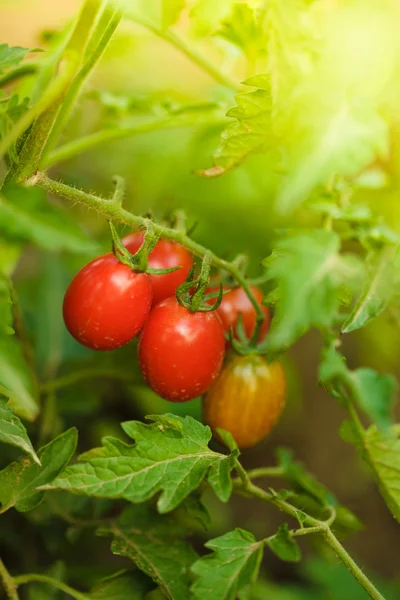 Tomaten groeien — Stockfoto
