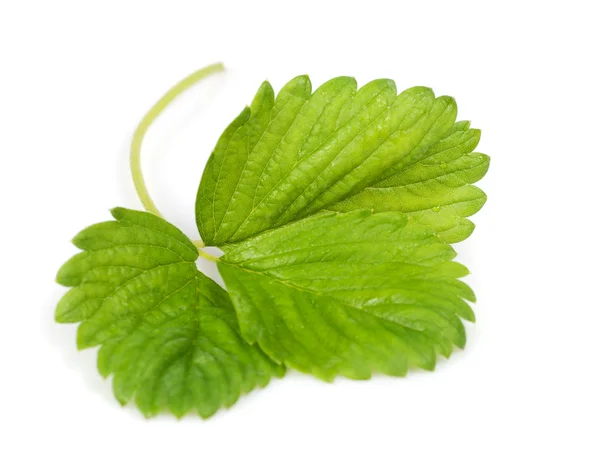 Strawberry leaf — Stock Photo, Image