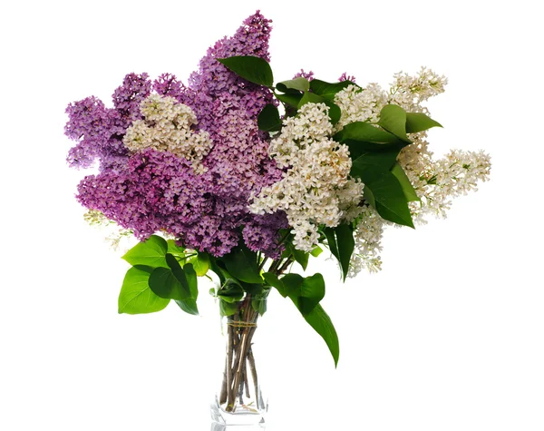 Lilac bouquet isolated on white — Stock Photo, Image