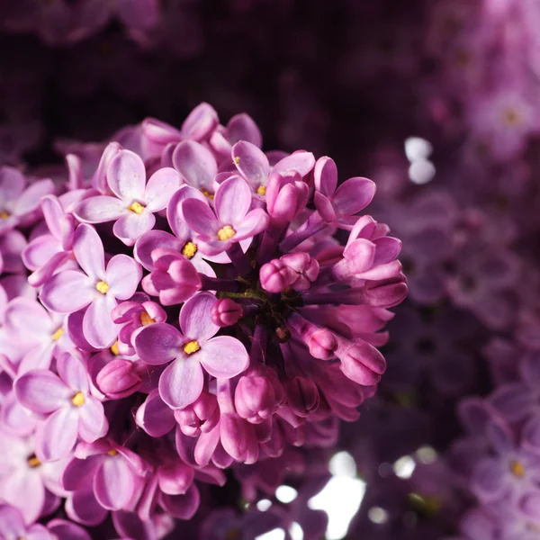 Ramo de lilás isolado sobre branco — Fotografia de Stock