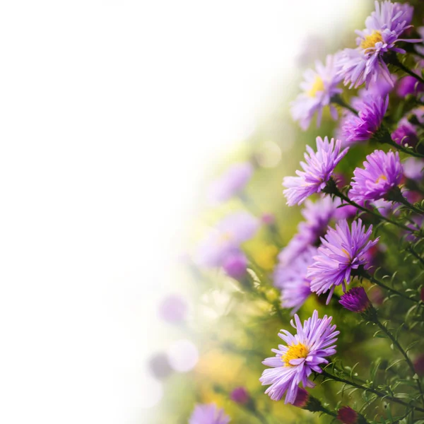 Lilac daisy — Stock Photo, Image