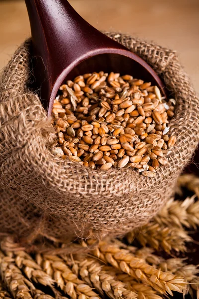 Pšenice v pytli — Stock fotografie
