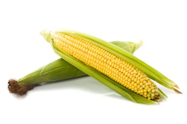 Corn cobs isolated clipart