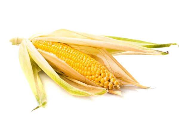 Maiskolben isoliert — Stockfoto