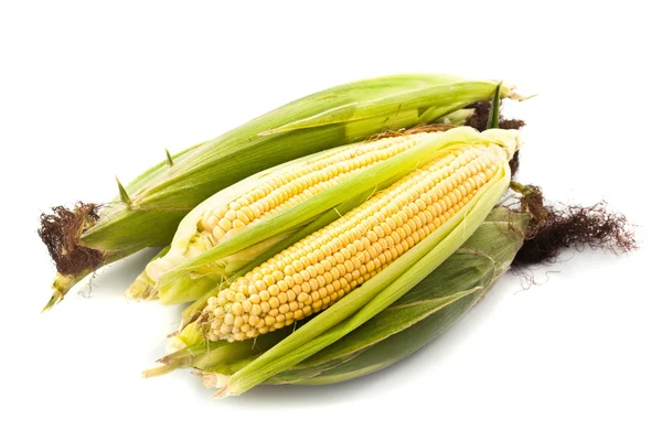 Pannocchie di mais isolate — Foto Stock