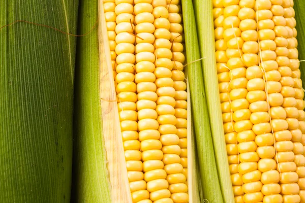Kukurydza tło — Zdjęcie stockowe