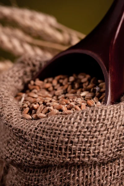 Wheat in burlap sack — Stock Photo, Image