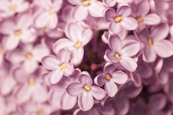 Ramo lilás — Fotografia de Stock