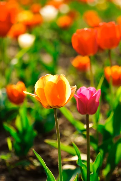 Червоні тюльпани поле — стокове фото