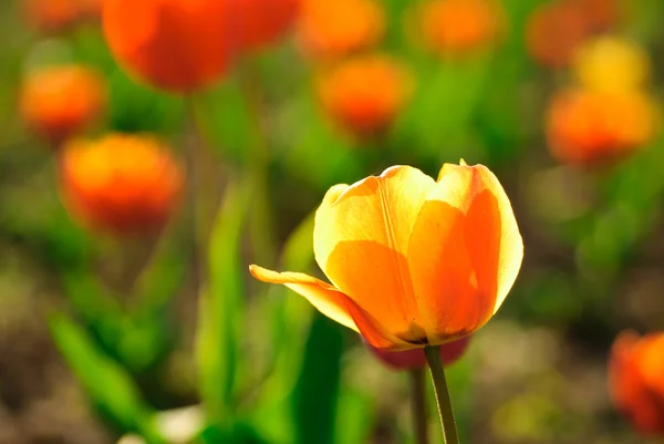 Rote Tulpenfelder — Stockfoto