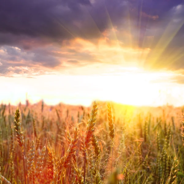 Pšenice a západu slunce — Stock fotografie