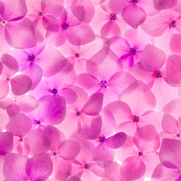 Fondo de hortensias rosadas —  Fotos de Stock