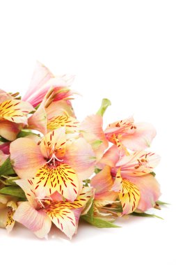 izole alstroemeria