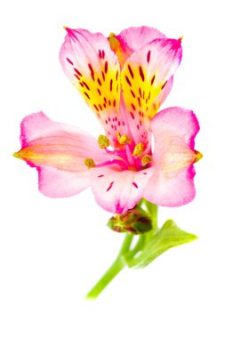 izole alstroemeria