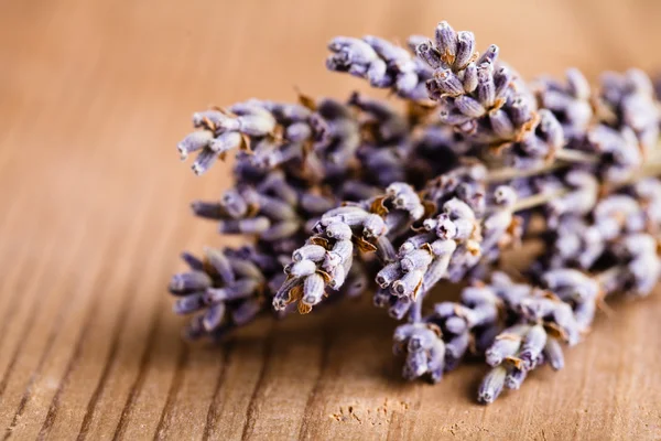 Lavendel bos — Stockfoto