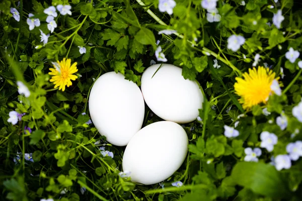 Çimenlerin üzerinde yumurta — Stok fotoğraf
