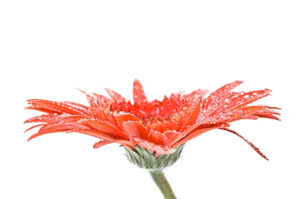 Κόκκινο λευκό λουλούδι με σταγόνες νερού — Φωτογραφία Αρχείου