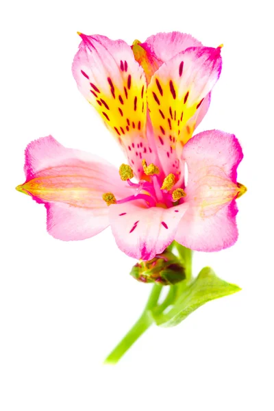 고립 된 alstroemeria — 스톡 사진
