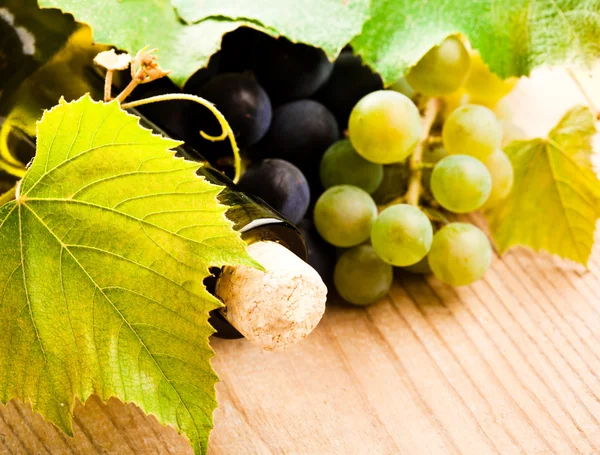 Vins et raisins — Photo