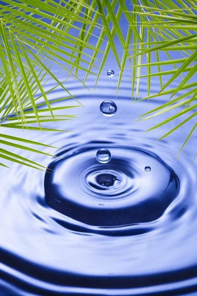 Palmiye yaprakları su üzerinde — Stok fotoğraf
