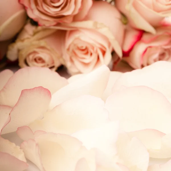Rosor rosa kronblad — Stockfoto