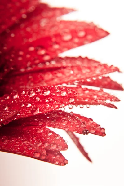 Rote Gerbera mit Wassertropfen — Stockfoto