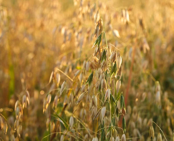 Oat in the field — Stock Photo, Image