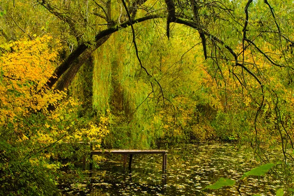 秋季森林和湖 — 图库照片