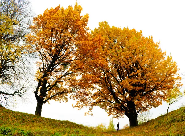 stock image Autumn oak