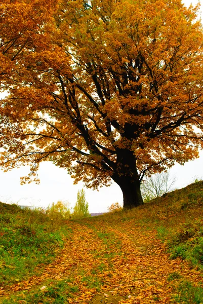 Stock image Autumn oak