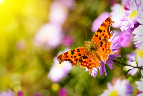 Lila daisy en vlinder Rechtenvrije Stockfoto's