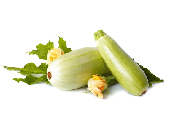 Vegetable marrow isolated — Stock Photo, Image