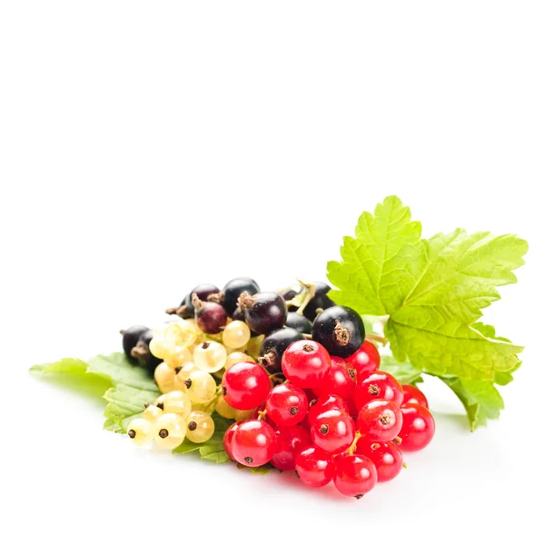 Currants isolated — Stock Photo, Image