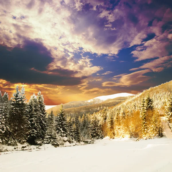 Winter fir-tree forest — Stockfoto