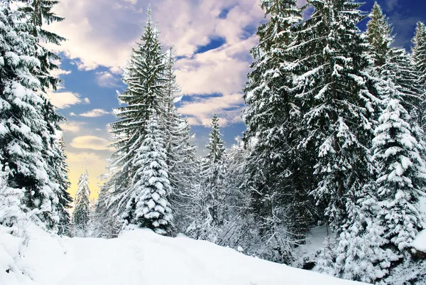 Winter fir-tree forest — Stockfoto