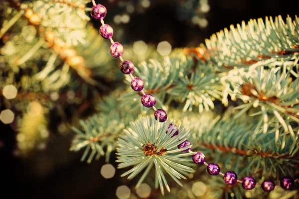 貫禄の fir 木の枝 — ストック写真