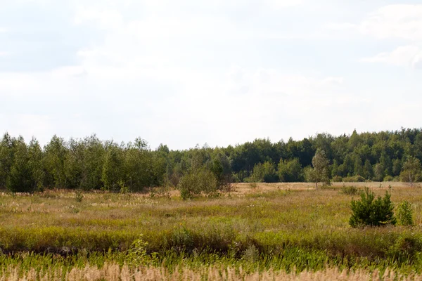 Valle de hierba en el bosque durante el verano — Foto de Stock