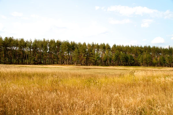 Vale da grama na floresta durante o verão — Fotografia de Stock