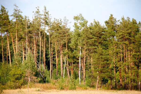 Skogen på sommaren, Ryssland — Stockfoto
