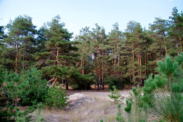 Wald im Sommer, Russland — Stockfoto