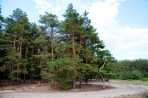 Orman, yaz, Rusya Federasyonu — Stok fotoğraf