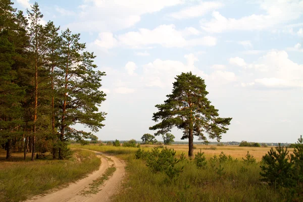 Metsä kesällä, Venäjä — kuvapankkivalokuva