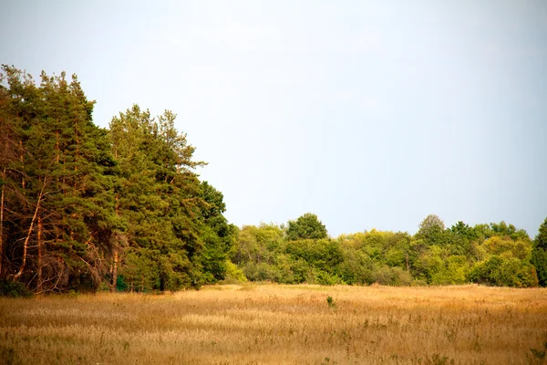 Gras vallei in bos in de zomer — Stockfoto