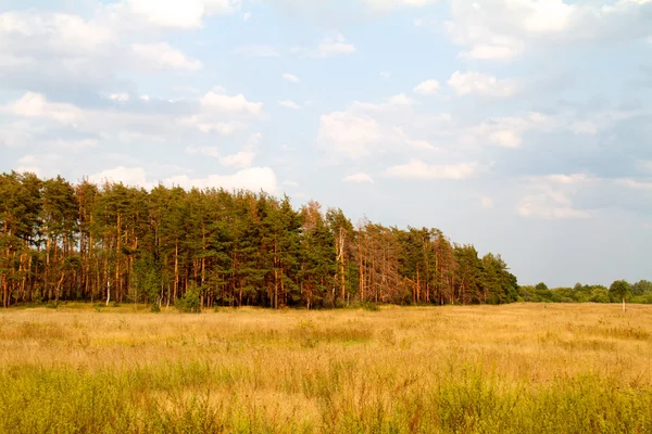 Ruoho laakso metsässä kesällä — kuvapankkivalokuva