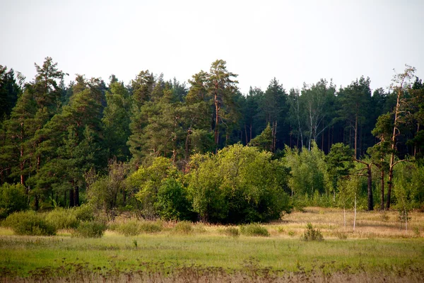 Erba valle nella foresta durante l'estate — Foto Stock