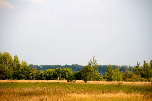 stock image Grass valley in forest during summer