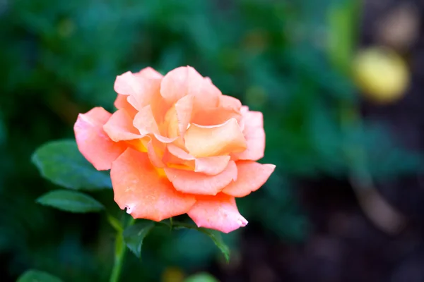 Rose su un cespuglio in un giardino — Foto Stock