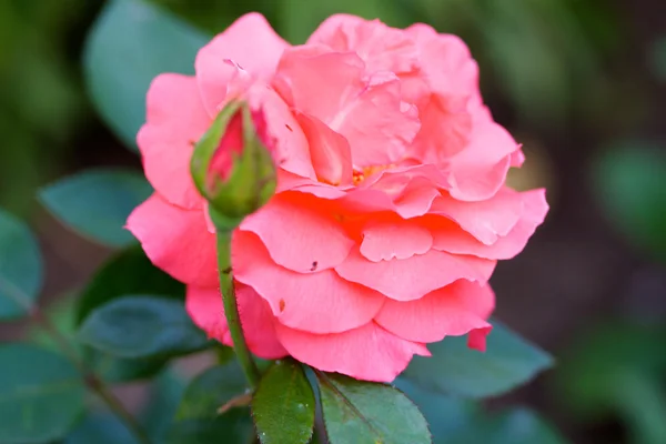 Rosor på buske i en trädgård — Stockfoto